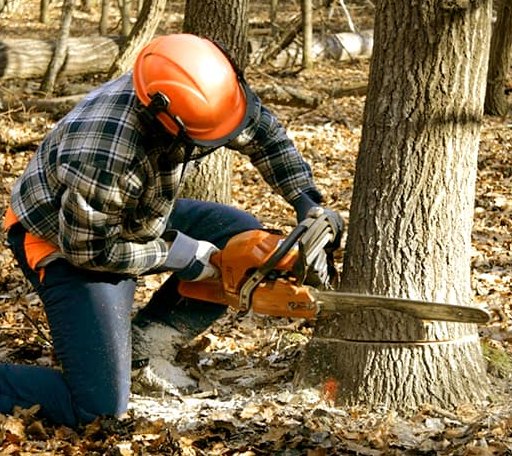 Tree Removal in Parker Dam, CA
